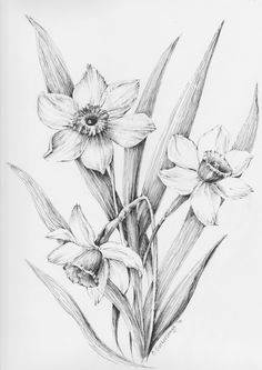 236x333 Z Flowers Drawing Of Daffodil - Daffodil Pencil Drawing