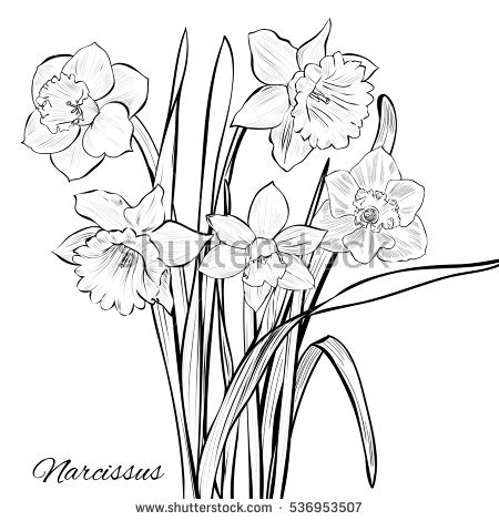 450x470 drawings of daffodils group with items - Daffodil Pencil Drawing