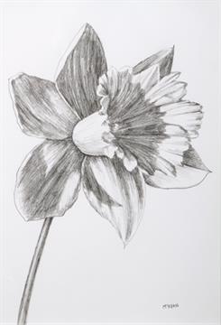 245x360 Graham Mckean Framed Pencil Drawing, Signed 'daffodil Flower Head - Daffodil Pencil Drawing
