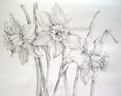 170x135 Items Similar To Original Pencil Drawing - Daffodil Pencil Drawing