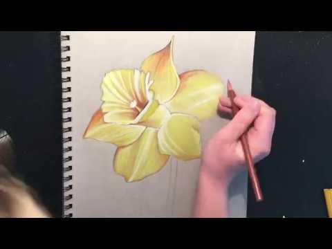 480x360 Let's Draw A Daffodil! With Prismacolor Pencils - Daffodil Pencil Drawing