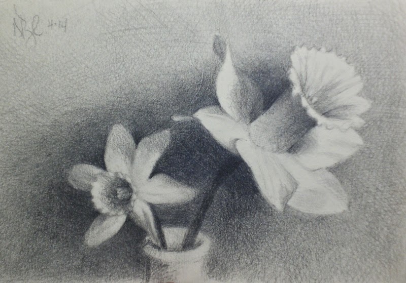 800x559 My Drawing Journal Daffodil Pencil Drawing And Pear In Pastel,, - Daffodil Pencil Drawing