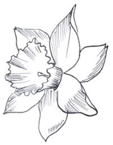 387x499 how to draw daffodils with daffodil drawing lessons - Daffodil Pencil Drawing