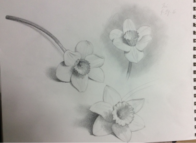 640x469 My Drawing Journal Daffodil Sketches - Daffodil Pencil Drawing