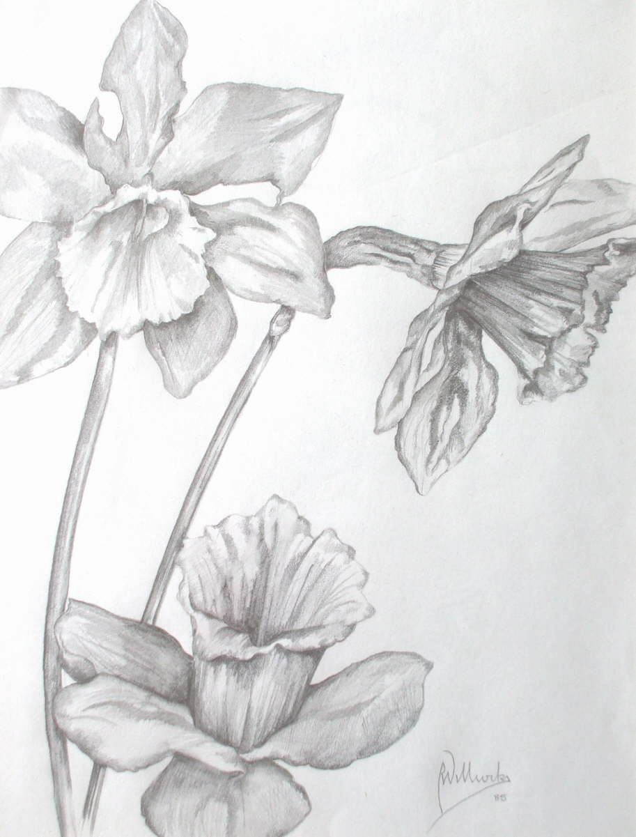913x1201 Painting - Daffodil Pencil Drawing