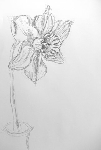 325x480 Sharon's Pics More Drawing Project Stuff Two Pencils - Daffodil Pencil Drawing