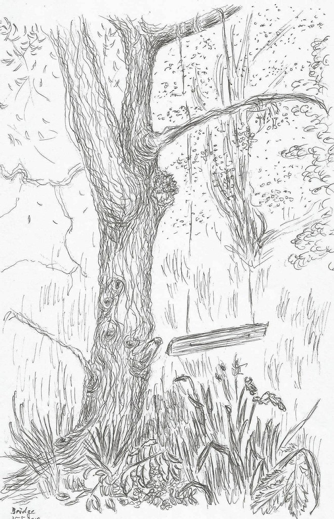 660x1024 the world's best photos of daffodils and pencil - Daffodil Pencil Drawing