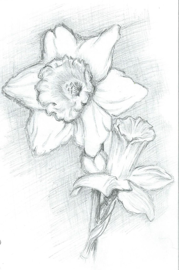 Daffodil Pencil Drawing at Explore collection of