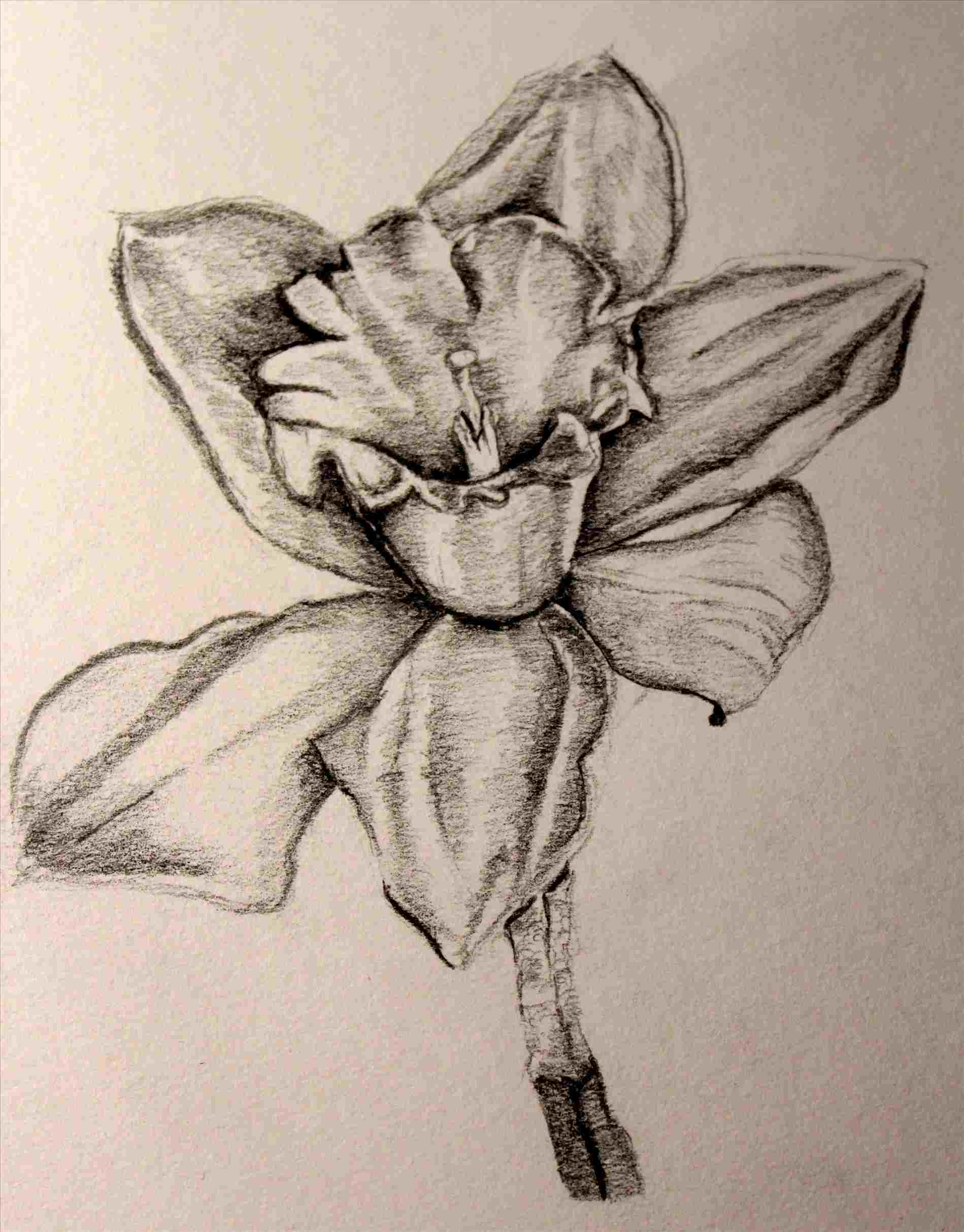 1899x2428 Pencil Drawing Of Daffodil - Daffodil Pencil Drawing