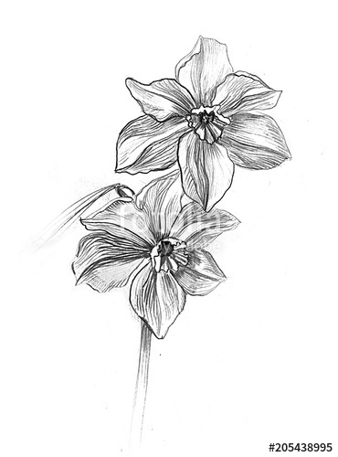 Daffodil Pencil Drawing at PaintingValley.com | Explore collection of ...