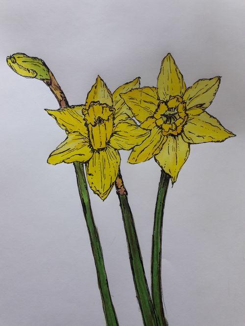 500x667 blooming daffodils - Daffodil Pencil Drawing