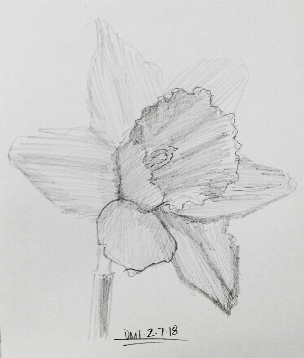 1017x1200 Dmt On Twitter - Daffodil Pencil Drawing