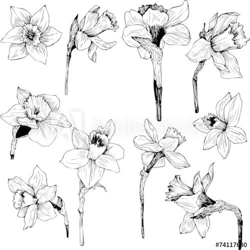 500x500 Daffodil Drawing, Pencil, Sketch, Colorful, Realistic Art Images - Daffodil Pencil Drawing