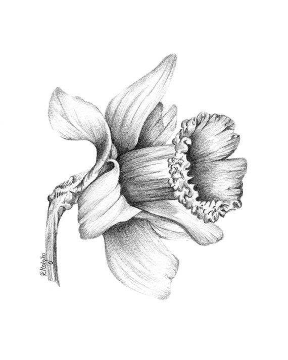 570x713 Daffodil Flower Original Pencil Drawing - Daffodil Pencil Drawing