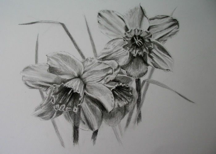 700x500 daffodil pencil drawing drawing daffodils pencil, pen ink - Daffodil Pencil Drawing