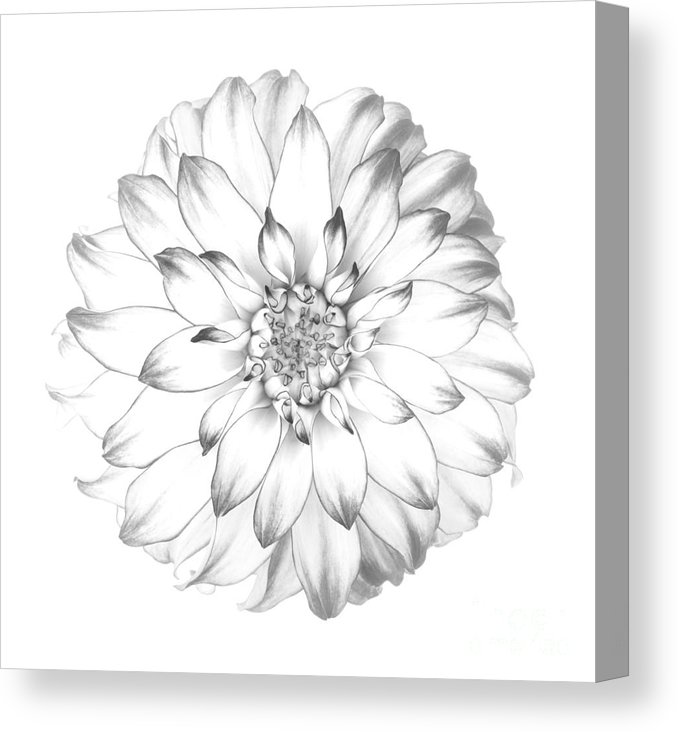 678x732 dahlia flower as drawing in black and white canvas print canvas - Dahlia Drawing