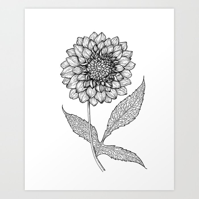 700x700 dahlia drawing art print - Dahlia Drawing