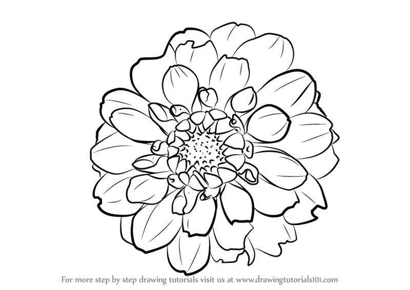 800x566 learn how to draw dahlia flower - Dahlia Drawing