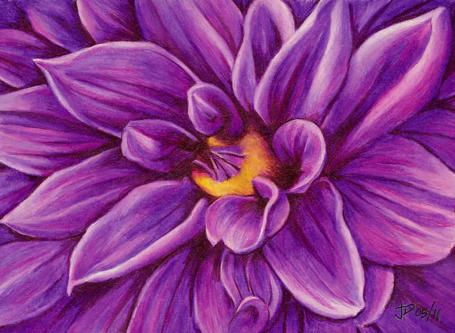 900x660 pencil dahlia drawing - Dahlia Drawing