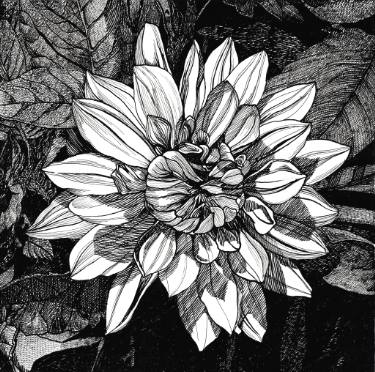 375x372 shiny dahlia drawing - Dahlia Drawing