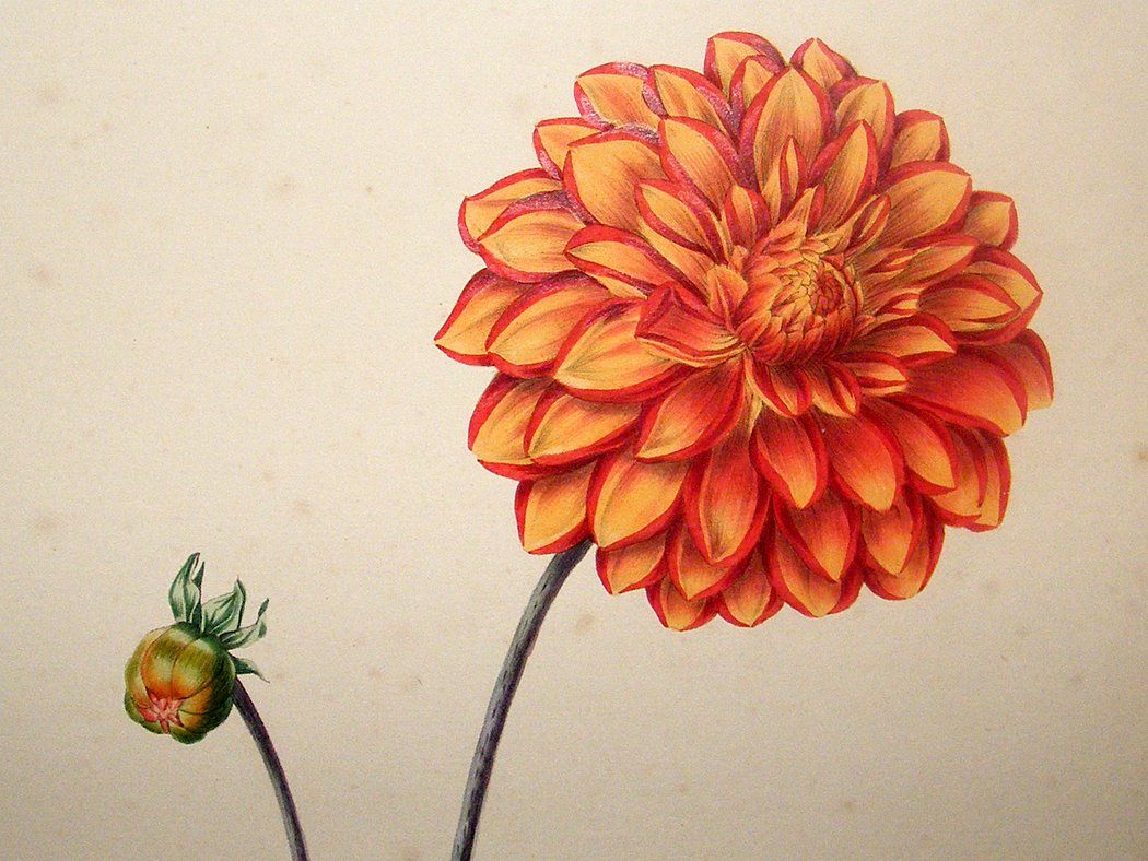 Dahlia Drawing at Explore collection of Dahlia Drawing