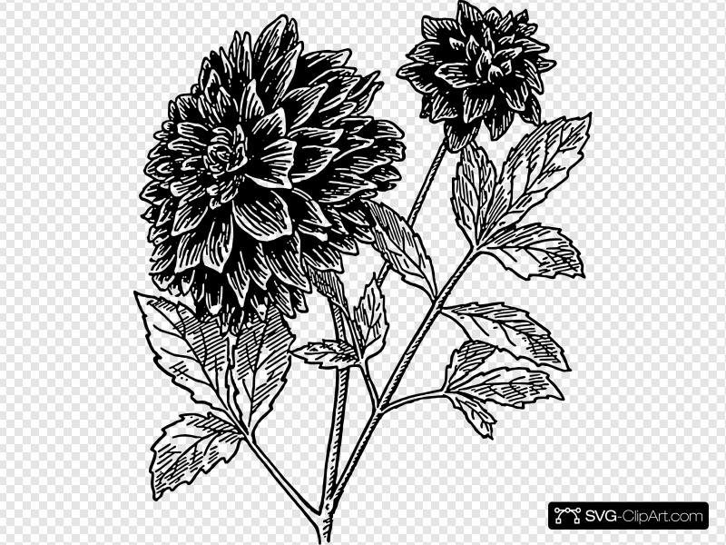 800x600 dahlia drawing clip art, icon - Dahlia Drawing