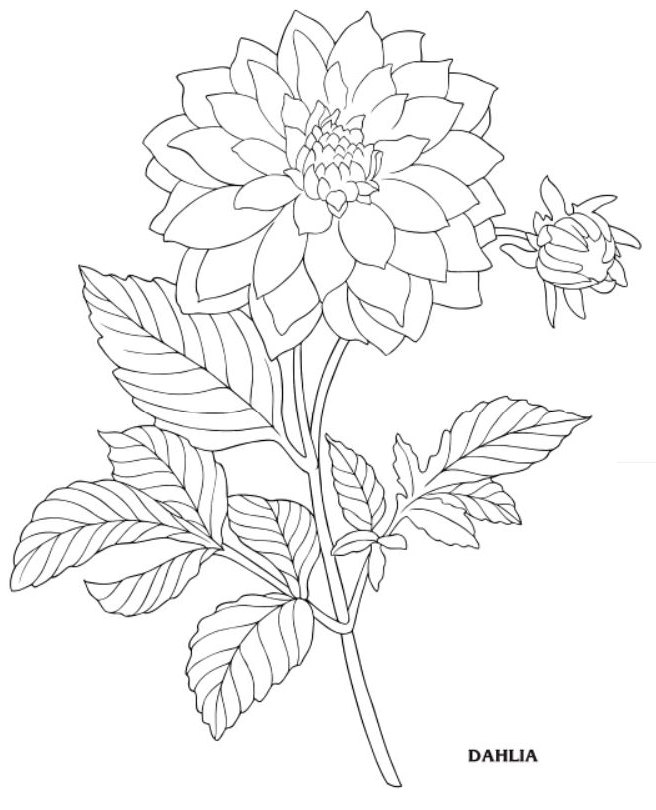 Dahlia Line Drawing at Explore collection of