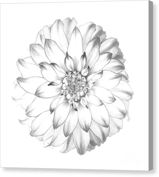 546x607 Dahlia Flower As Drawing In Black And White Photograph - Dahlia Flower Drawing