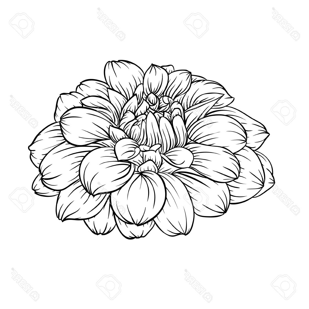 1300x1300 Dahlia Flower Coloring - Dahlia Flower Drawing