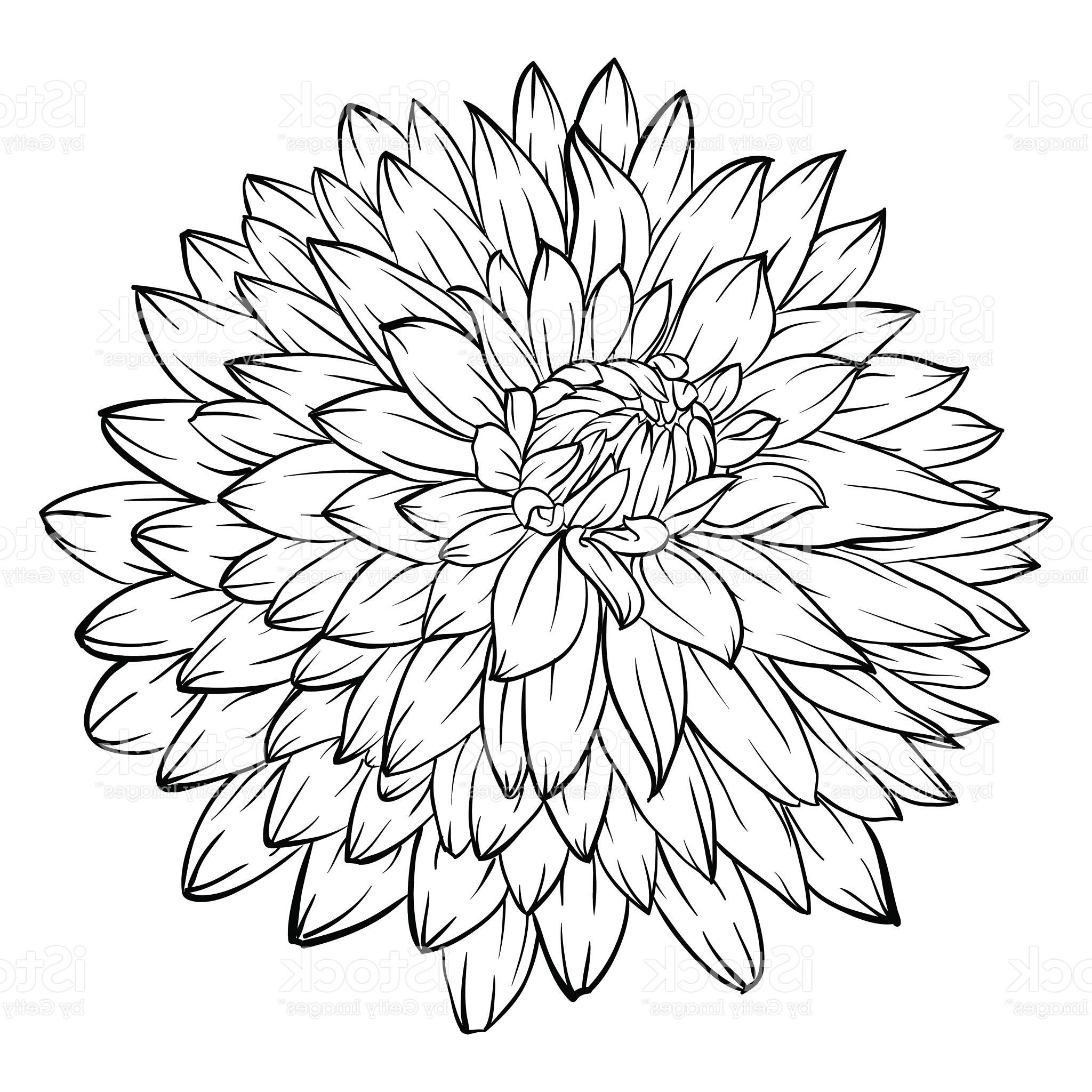 Dahlia Flower Drawing at Explore collection of