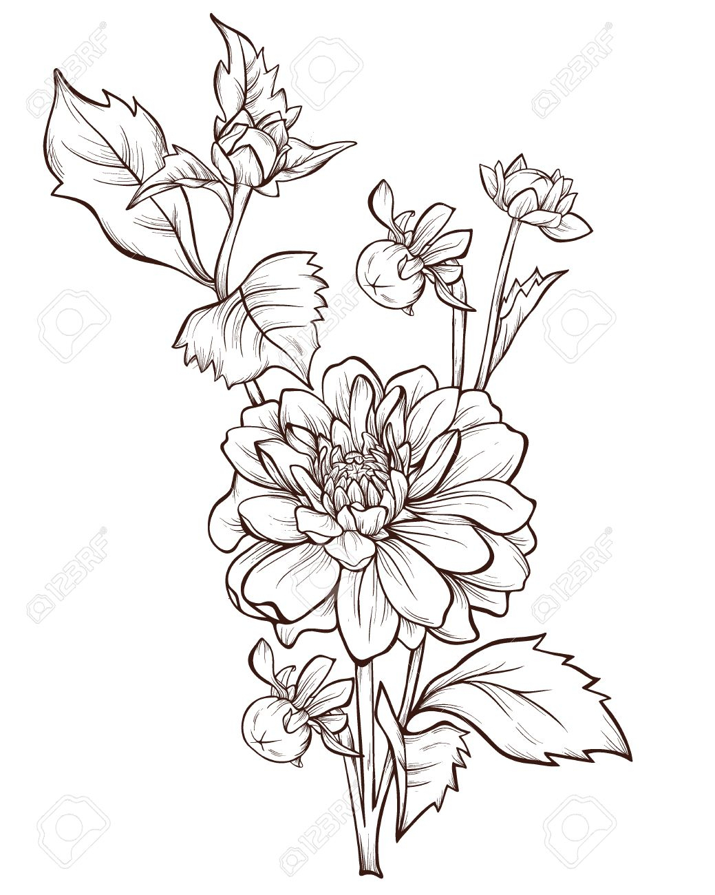 1039x1300 dahlia flower drawing dahlia flower drawing vector dahlia flower - Dahlia Flower Drawing