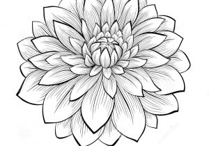 300x210 Dahlia Flower Drawing Drawing Dahlias How To Draw Dahlia Flower - Dahlia Flower Drawing