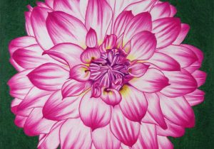 300x210 Dahlia Flower Drawing Free Tutorial, How To Draw Dahlia - Dahlia Flower Drawing