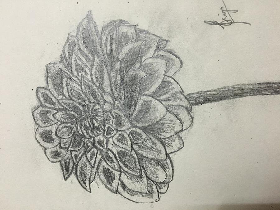 900x675 Dahlia Flower Drawing - Dahlia Flower Drawing