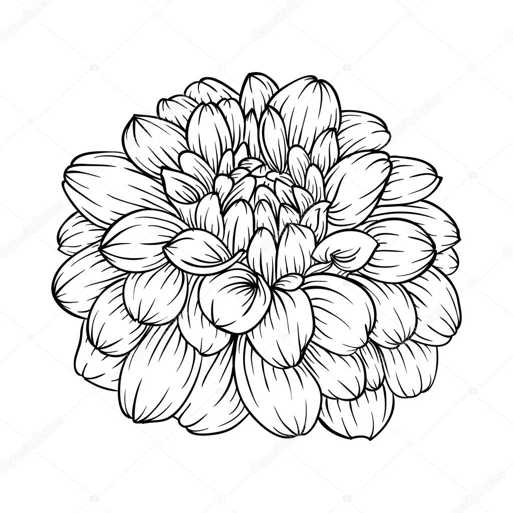 Dahlia Flower Drawing at PaintingValley.com | Explore collection of ...