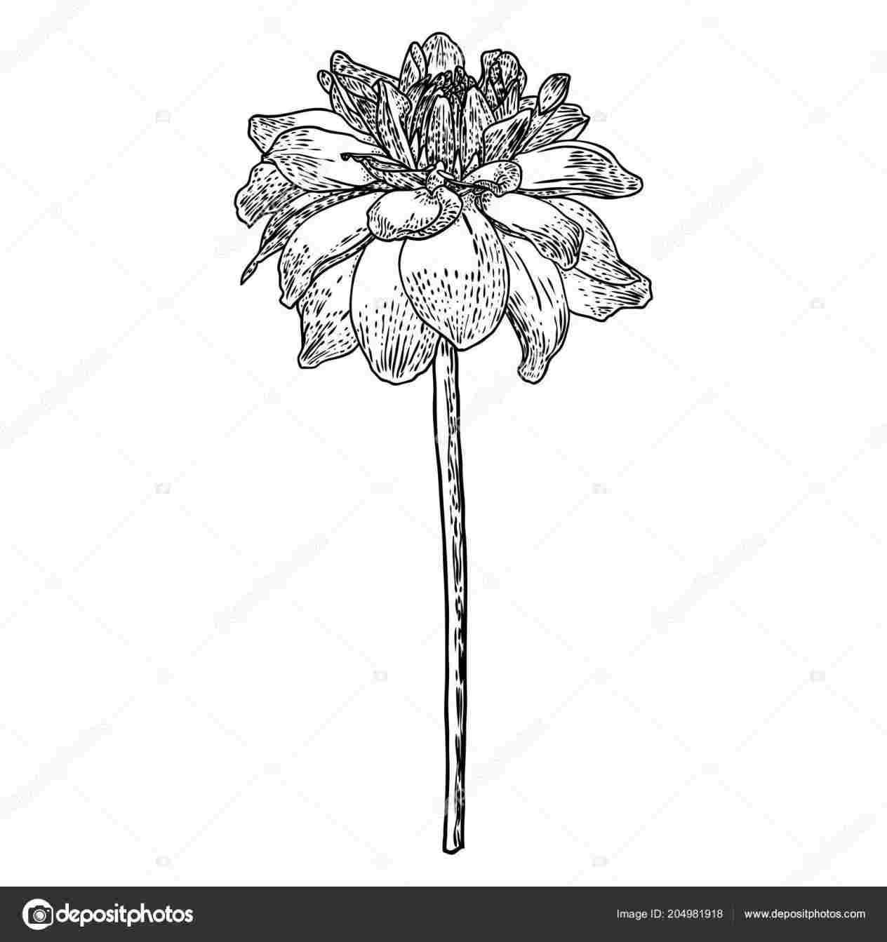 1264x1343 Draw A Zinnia Flower For Kid - Dahlia Flower Drawing