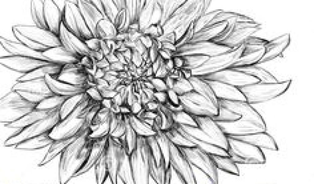 1024x600 Drawing Dahlia Flowers Best Inked Images In Drawings - Dahlia Flower Drawing