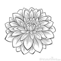 236x236 Drawn Flower Dahlia - Dahlia Flower Drawing