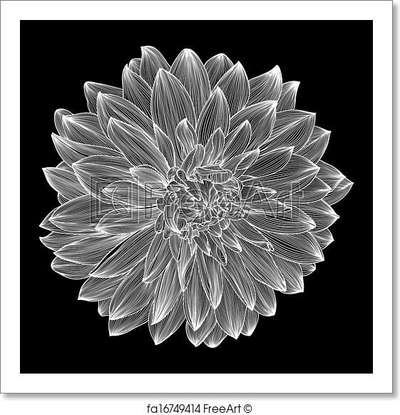 561x581 Free Art Print Of Black And White Drawing Of Dahlia Flower Black - Dahlia Flower Drawing