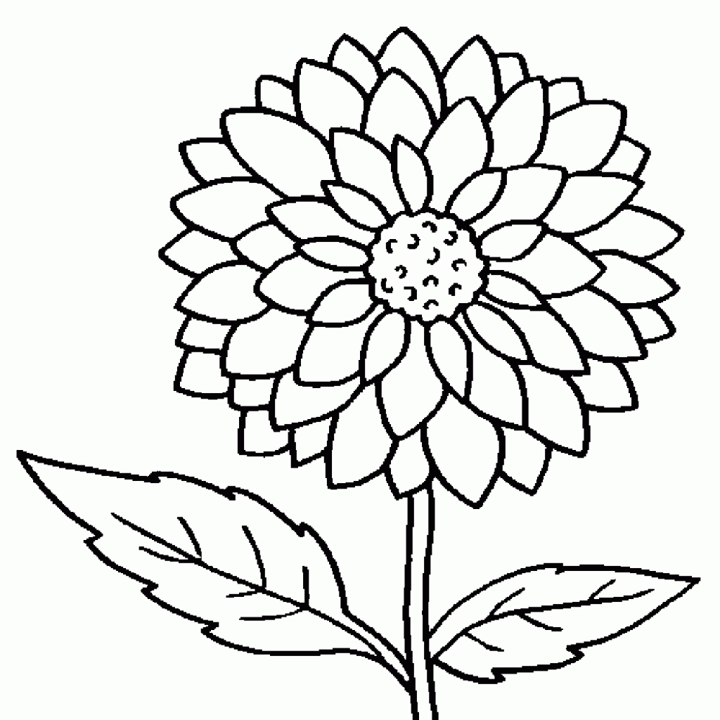1024x1024 Dahlia Drawing Pretty Flower For Free Download - Dahlia Flower Drawing