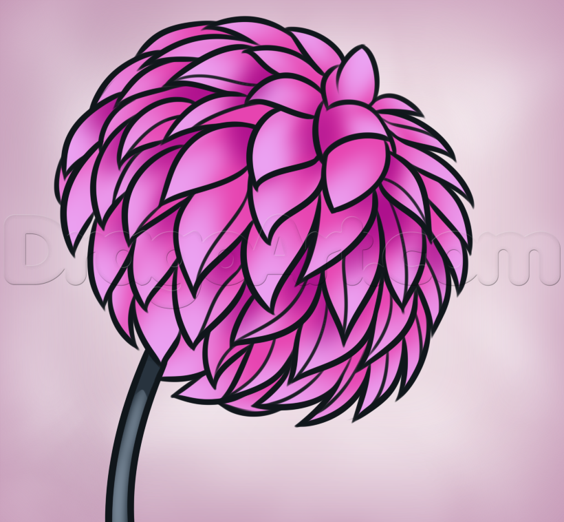 820x758 How To Draw A Dahlia, Dahlia Flower, Step - Dahlia Flower Drawing