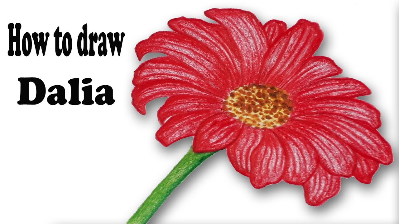 1280x720 How To Draw Dahlia Step - Dahlia Flower Drawing