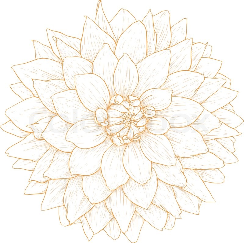 800x795 Vector Dahlia Flower Stock Vector Colourbox - Dahlia Flower Drawing