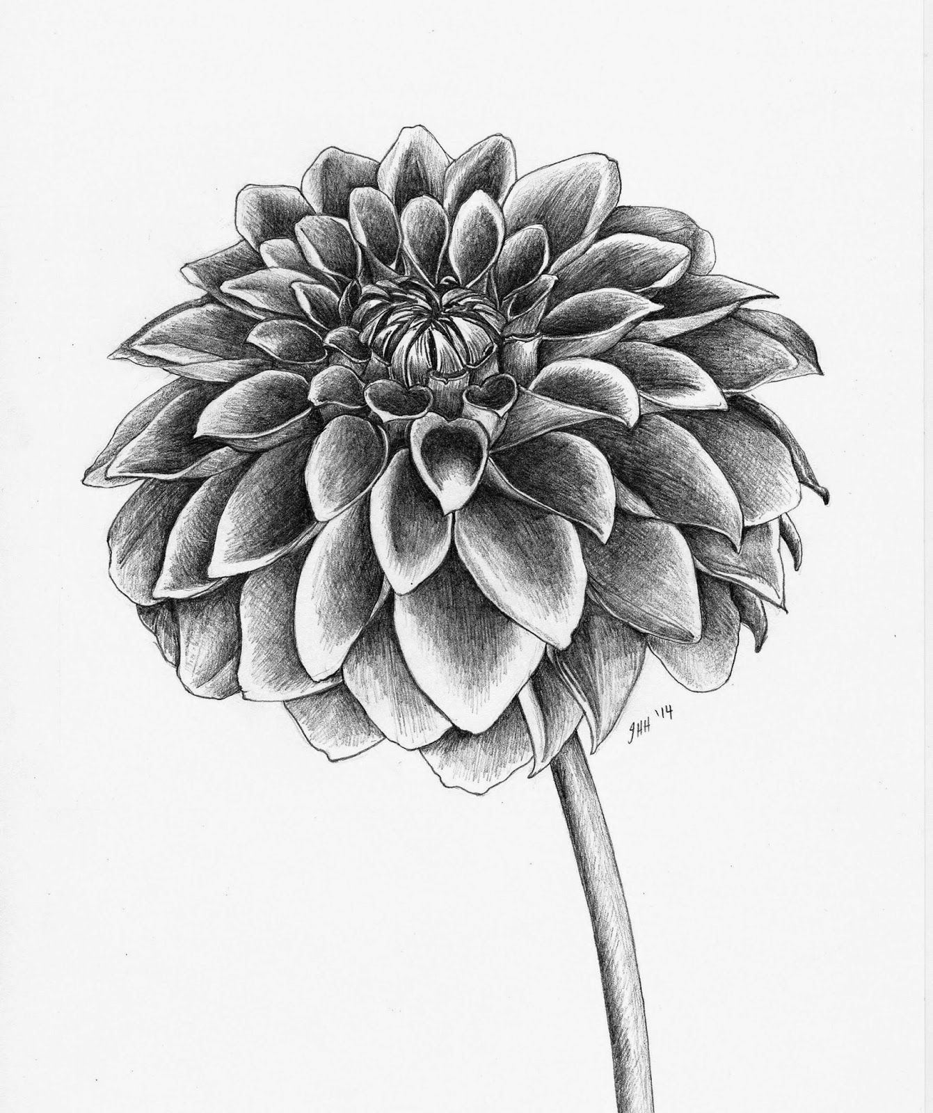 1341x1600 All Things Creative Dahlia Sketch Floral Design - Dahlia Flower Drawing
