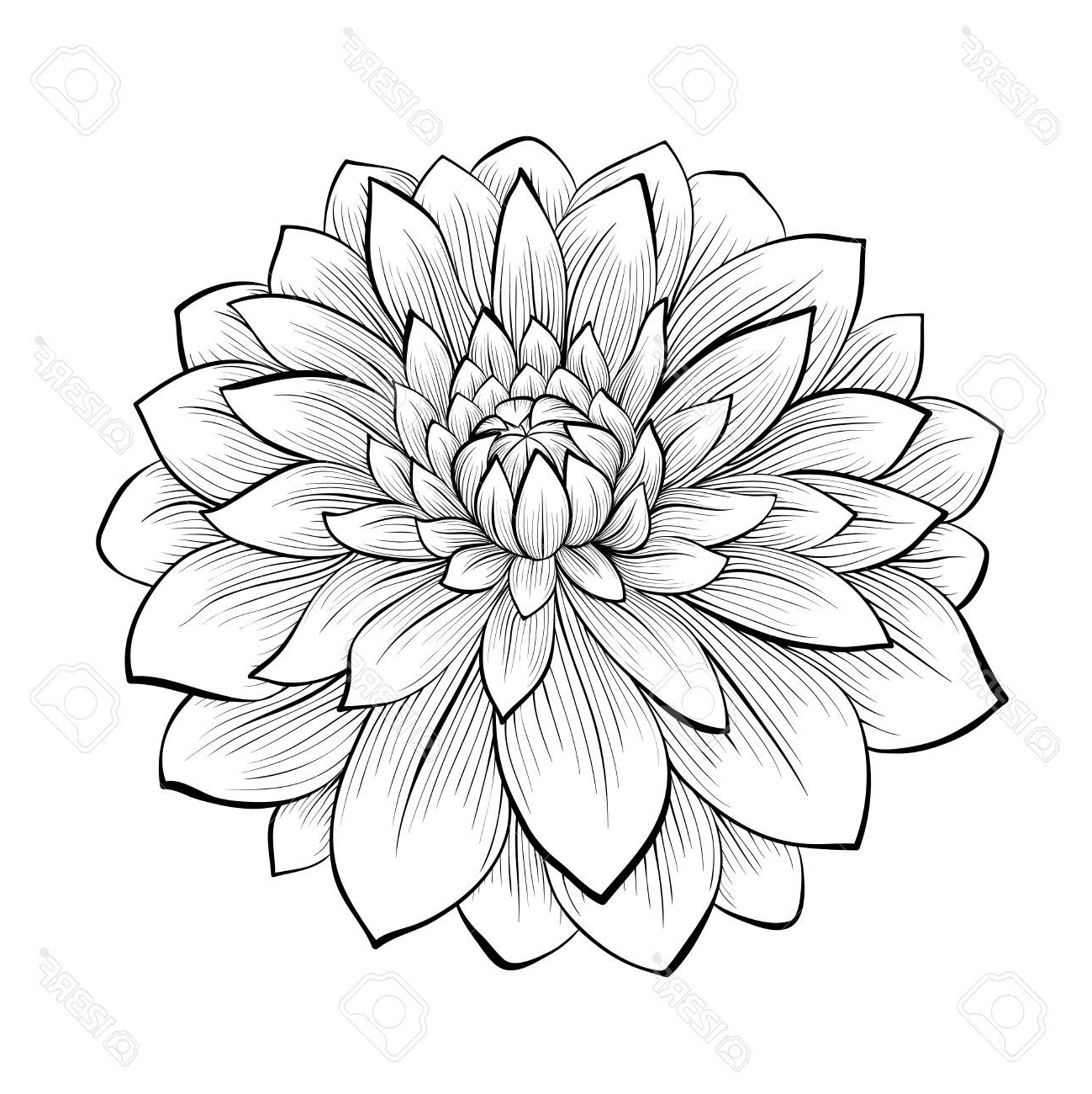 1299x1300 Black Dahlia Flower - Dahlia Flower Drawing