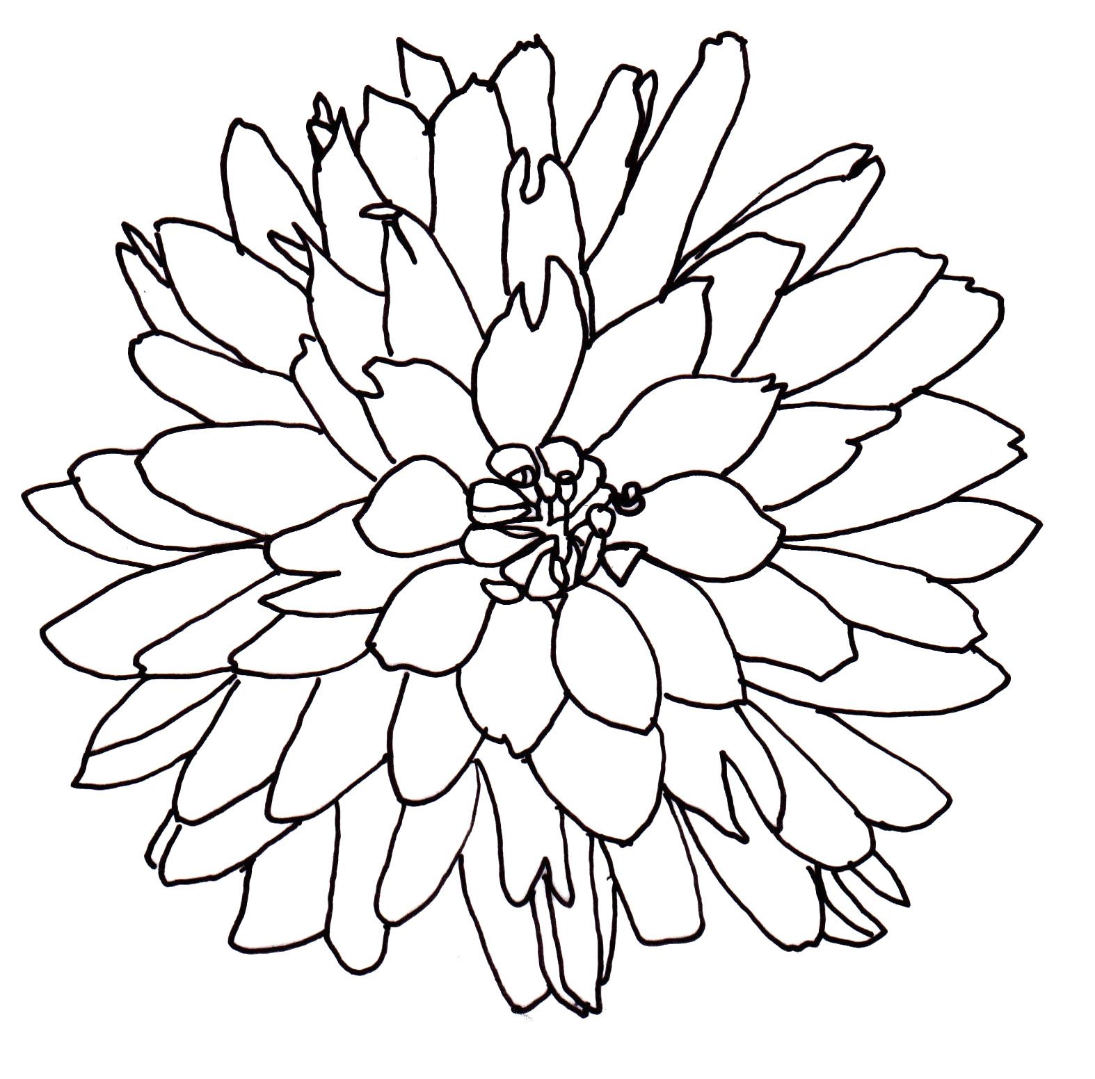 1574x1552 Line Drawing - Dahlia Flower Drawing