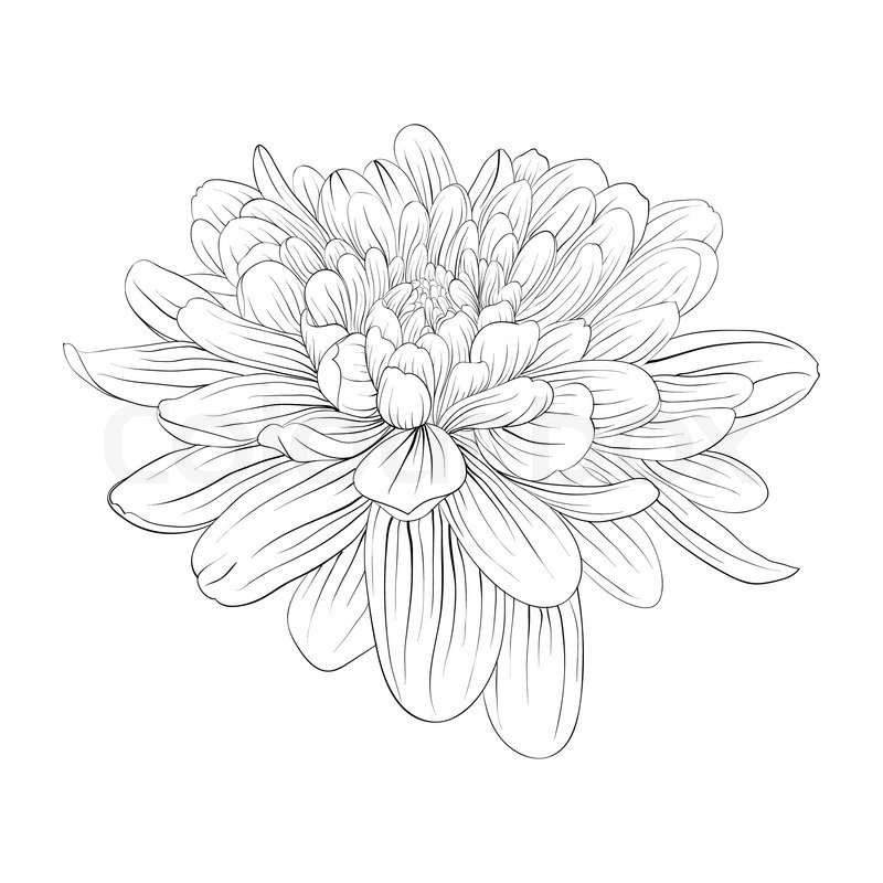 800x800 Beautiful Monochrome Black And White Stock Vector Colourbox - Dahlia Flower Drawing