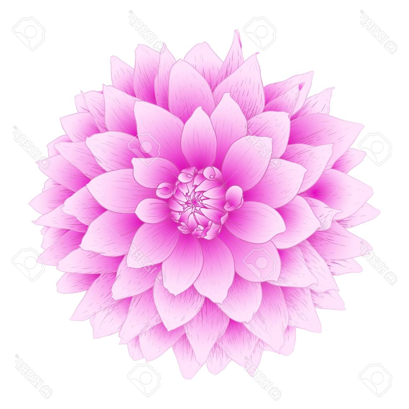 1300x1300 Best Dahlia Flower Isolated On White Background Drawing - Dahlia Flower Drawing