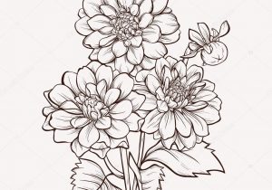 300x210 Dahlia Flower Drawing - Dahlia Line Drawing
