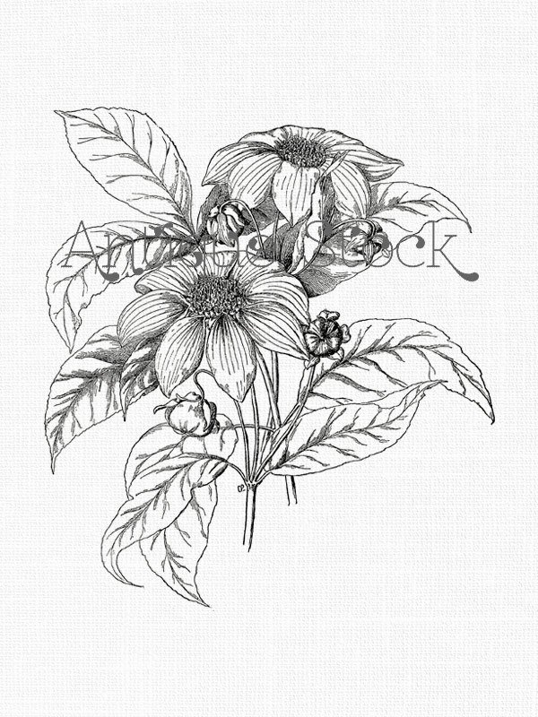 600x800 Dahlia Line Art Bell Tree Dahlia Instant Download Image For Etsy - Dahlia Line Drawing